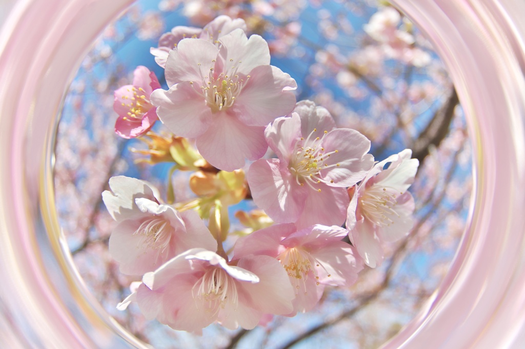 早咲きの桜　◎