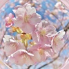 早咲きの桜　◎