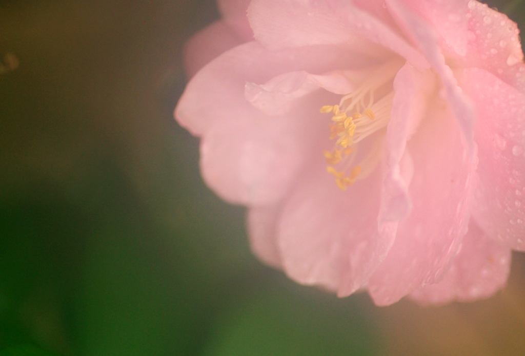 雨照らす大きな花