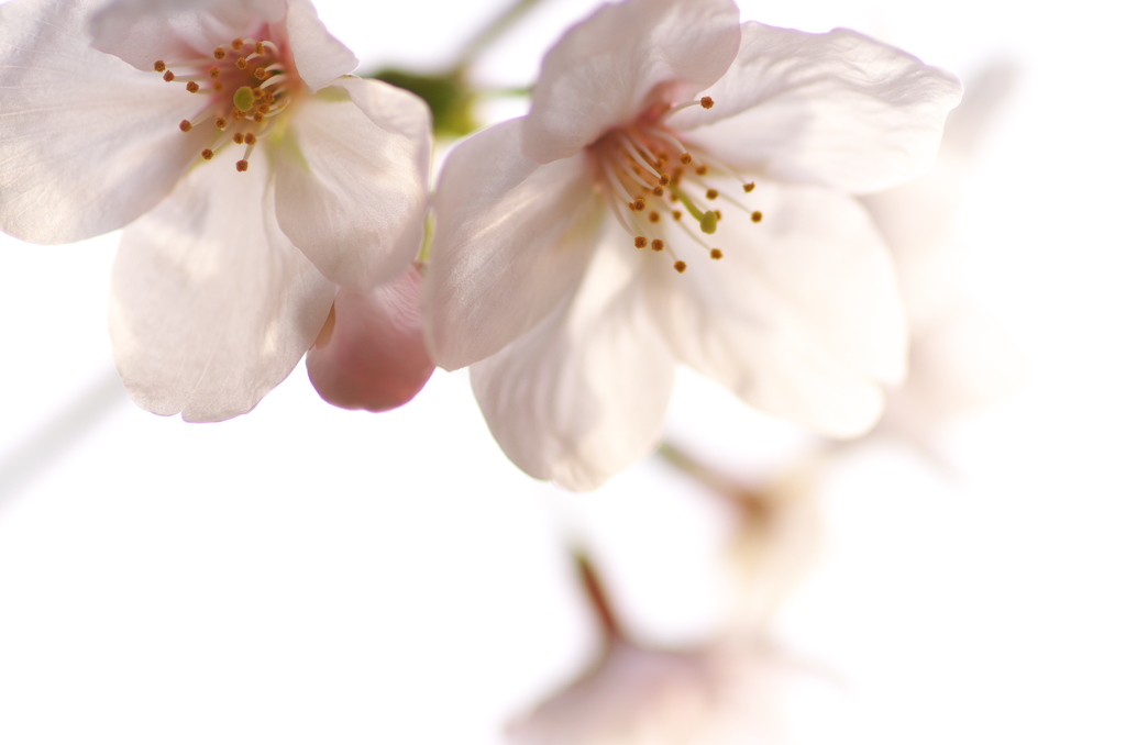 桜ふわり