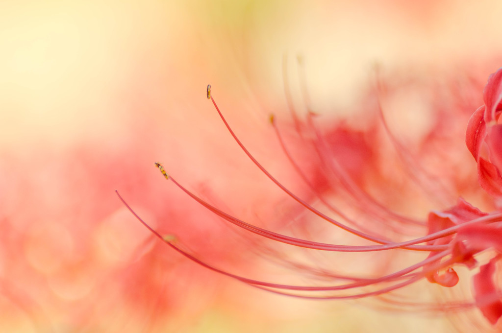 彼岸花　蕊