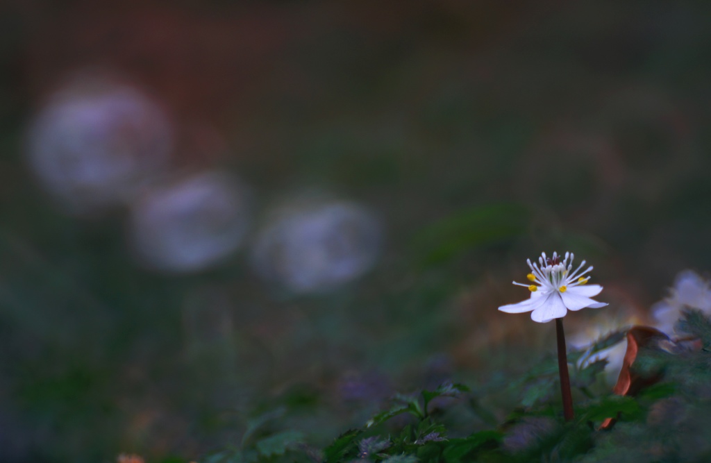 梅花黄蓮　輪ボケ