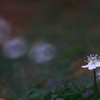 梅花黄蓮　輪ボケ