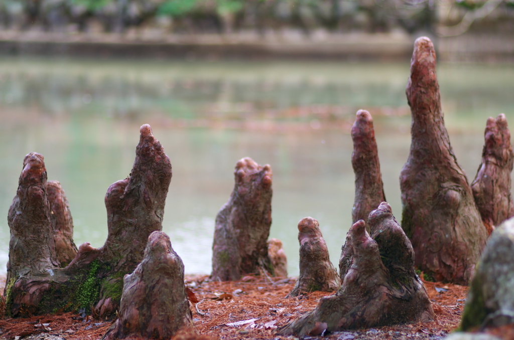 気根の集会