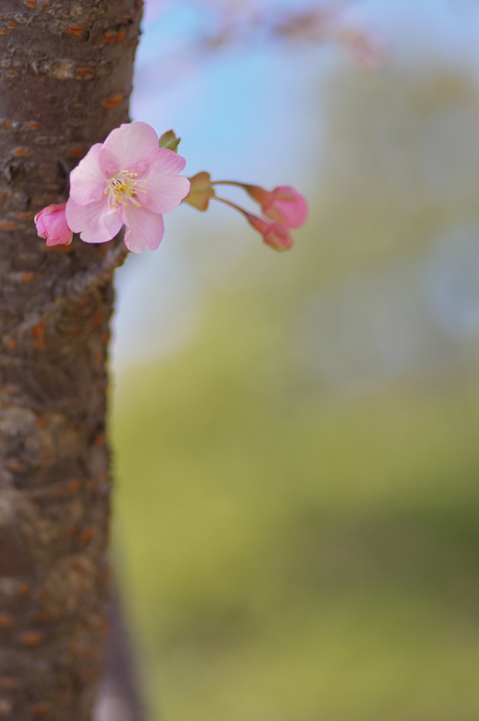 早咲きの桜