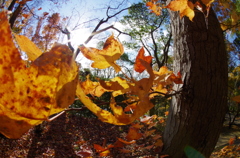 紅葉する森