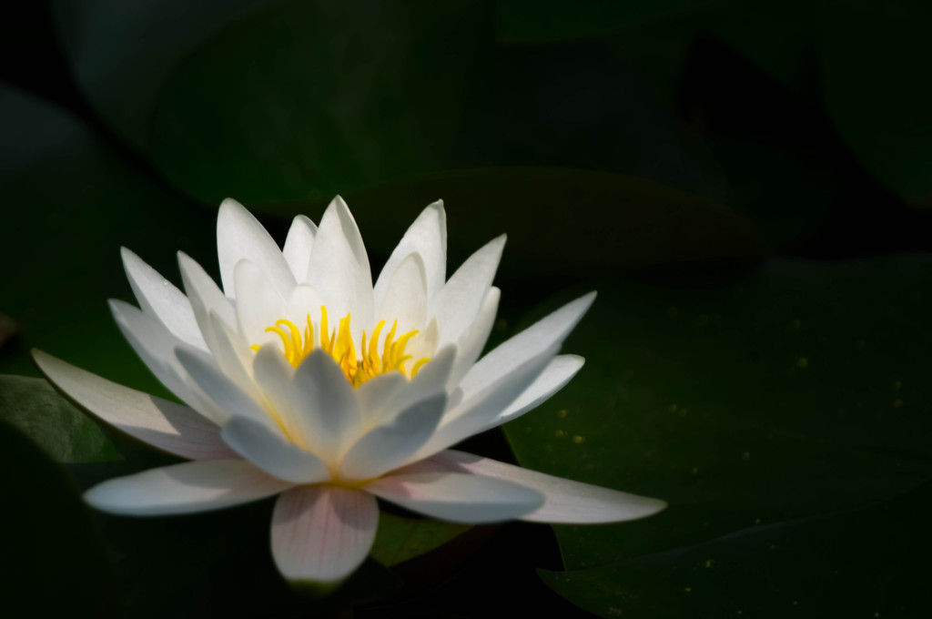 白い睡蓮　闇に浮かぶ