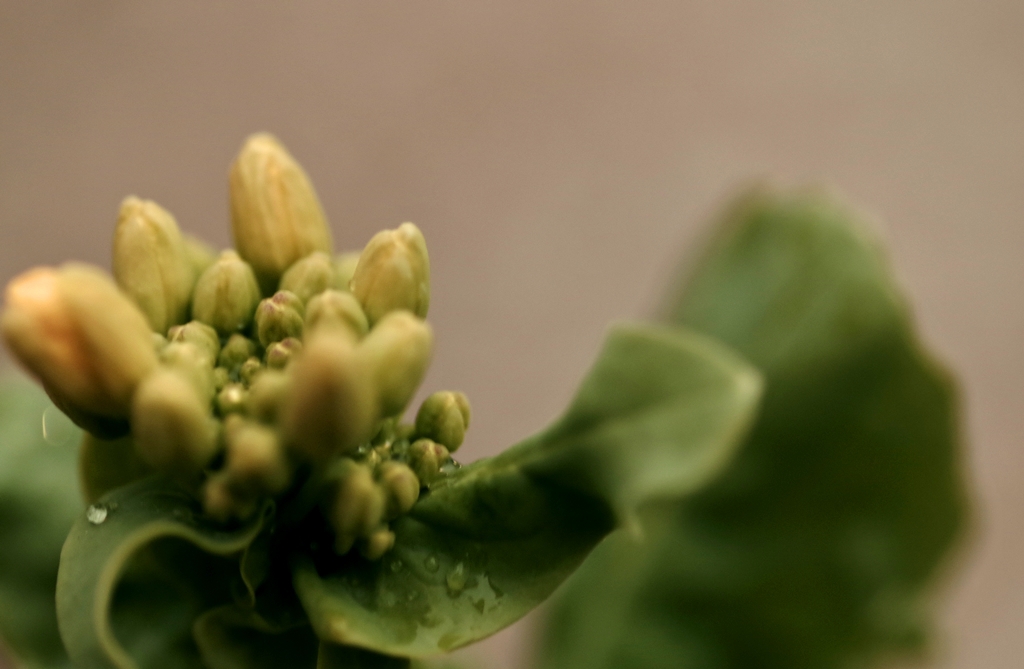 つぼみ菜の花