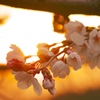 夕焼け桜２