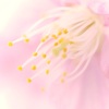 早咲きの桜　蕊