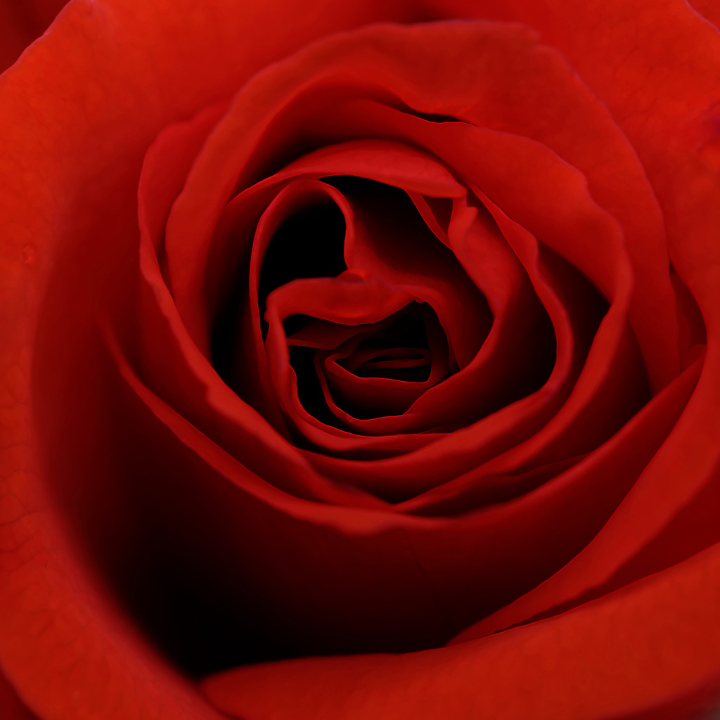 紅薔薇