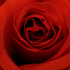 紅薔薇