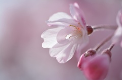 透きとおる枝垂れ桜