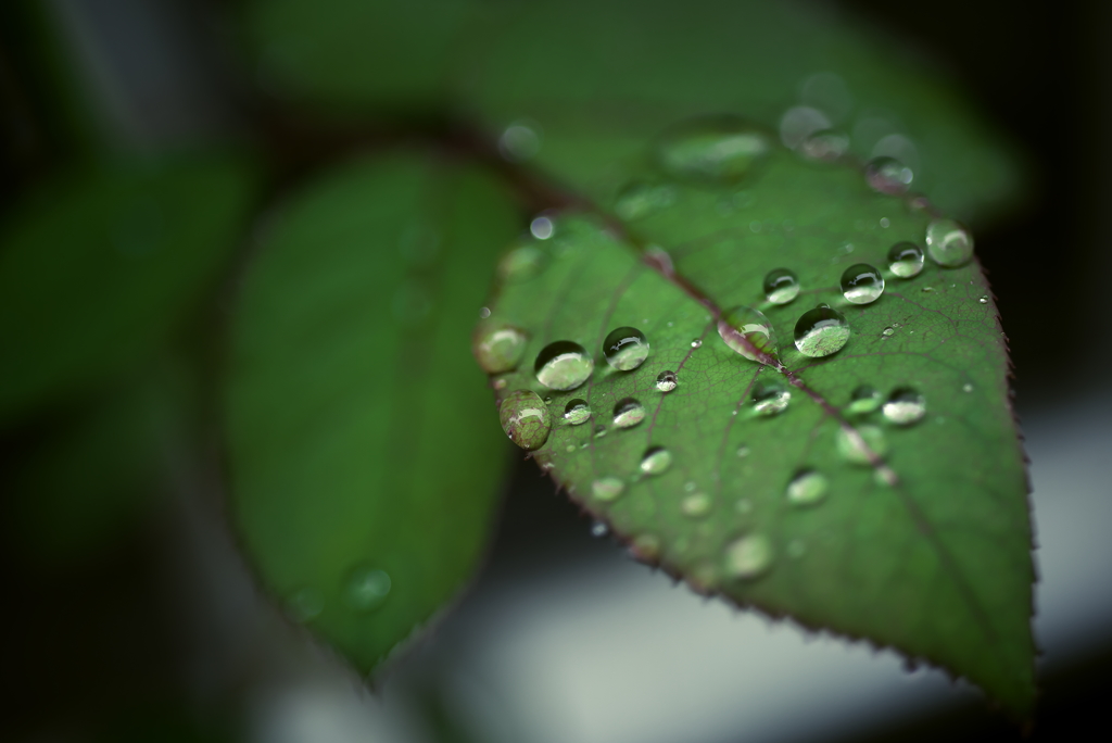 雨ですねぇ･･･