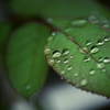 雨ですねぇ･･･