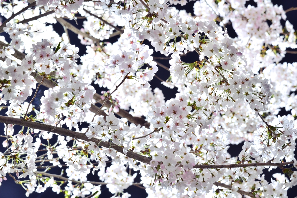 DSC_2120
