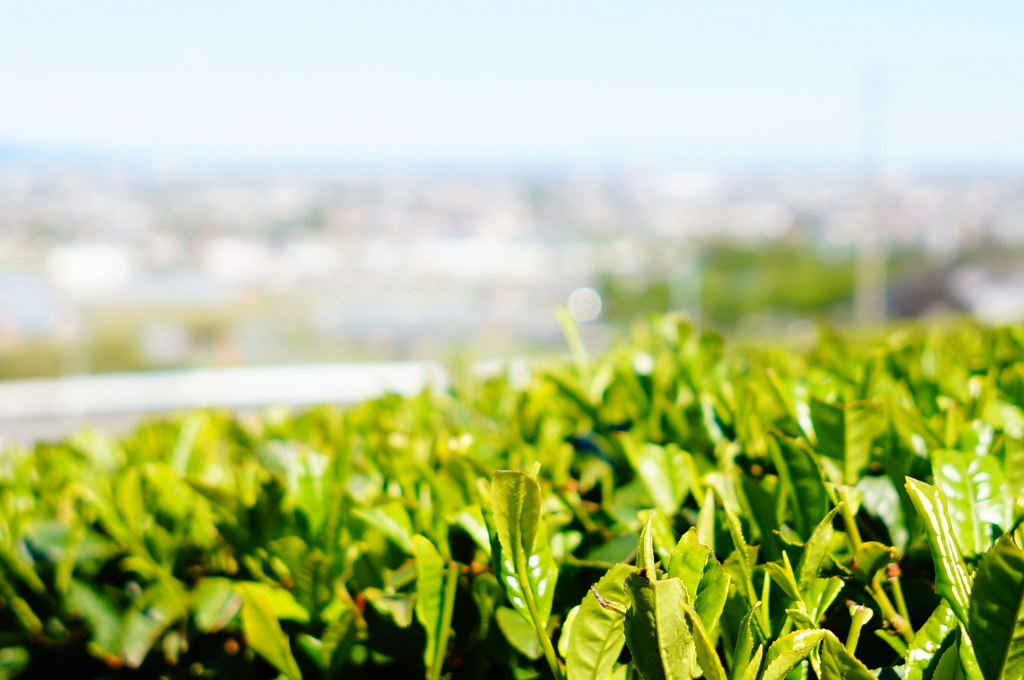 新茶