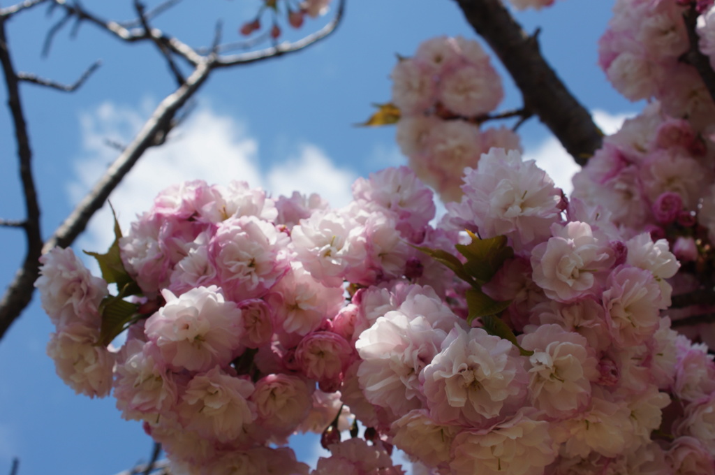 桜を求めて