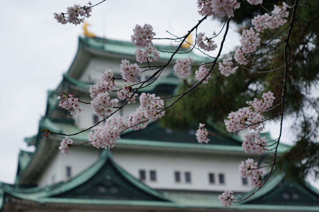 名古屋城と桜