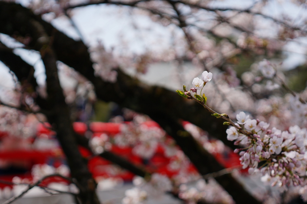 高山の桜