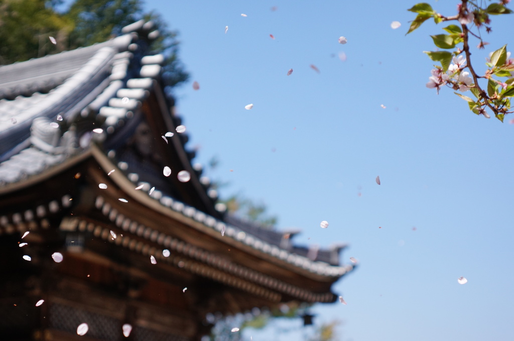 桜吹雪