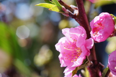 桃の花