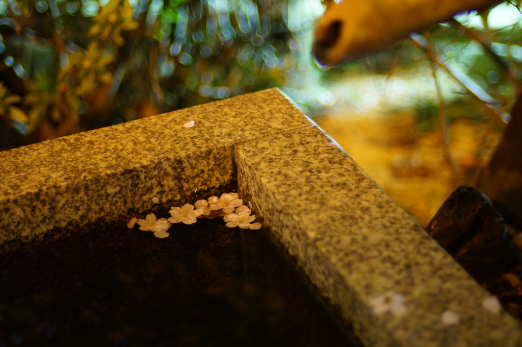 夜桜