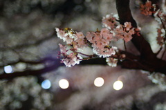 夜桜