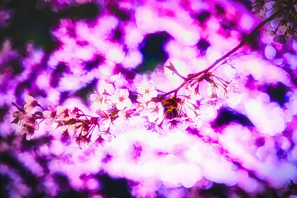 真紅の炎の桜