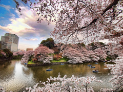 千鳥ヶ淵サクラ風景