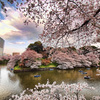 千鳥ヶ淵サクラ風景
