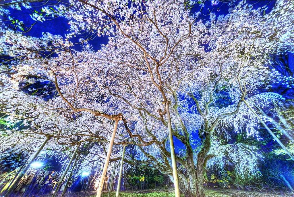 幻想の桜 Fantom 幽玄