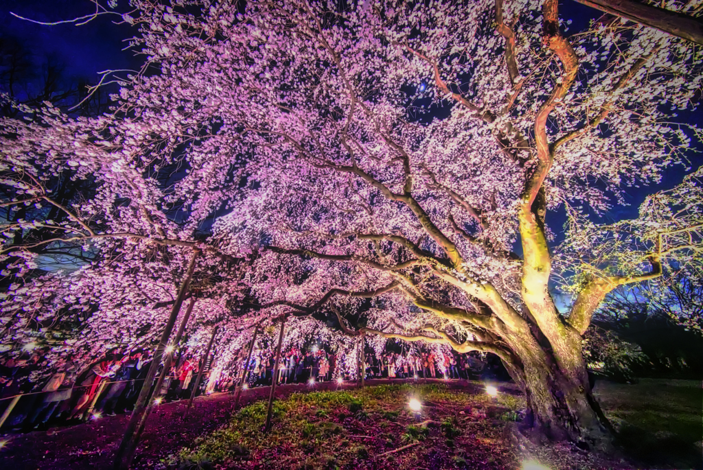 夜桜仰ぎ見る HDR