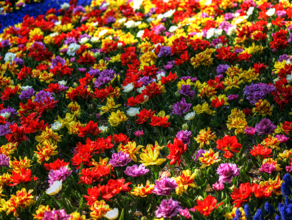 Colorful Flowers　- 四月の花々