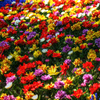 Colorful Flowers　- 四月の花々