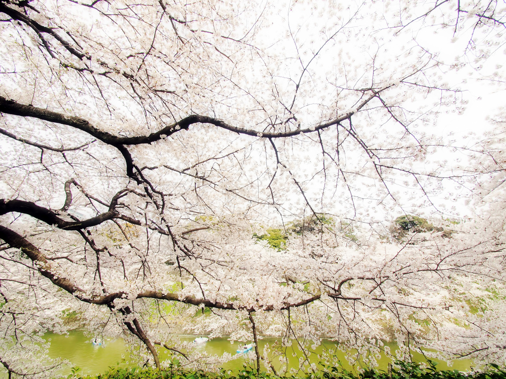 春の桜花 白の色彩