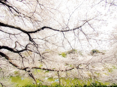 春の桜花 白の色彩