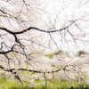 春の桜花 白の色彩