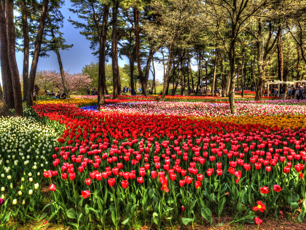 花園　絵画調HDR