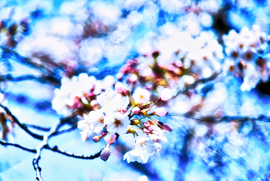 青い桜のオーラ