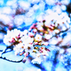 青い桜のオーラ