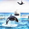 飛翔 - JUMPING Killer whale