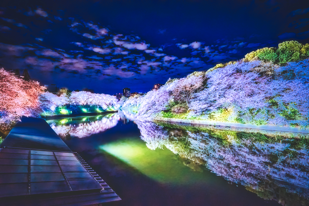 千鳥ヶ淵 夜桜景色