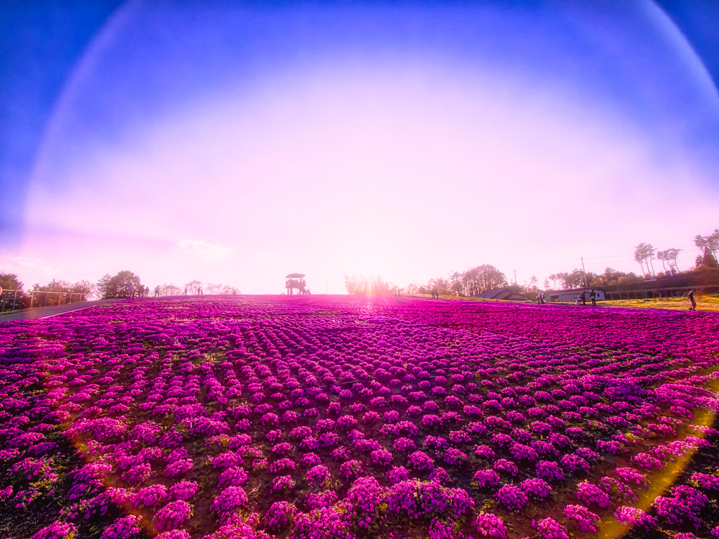ゴースト フレアの芝桜