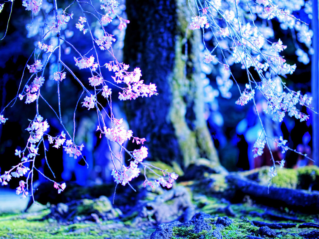 霊幻の荘厳 -桜の季節詩