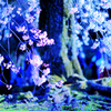 霊幻の荘厳 -桜の季節詩