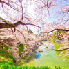 春の謳歌 千鳥ヶ淵桜景色