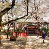 靖国神社のさくら