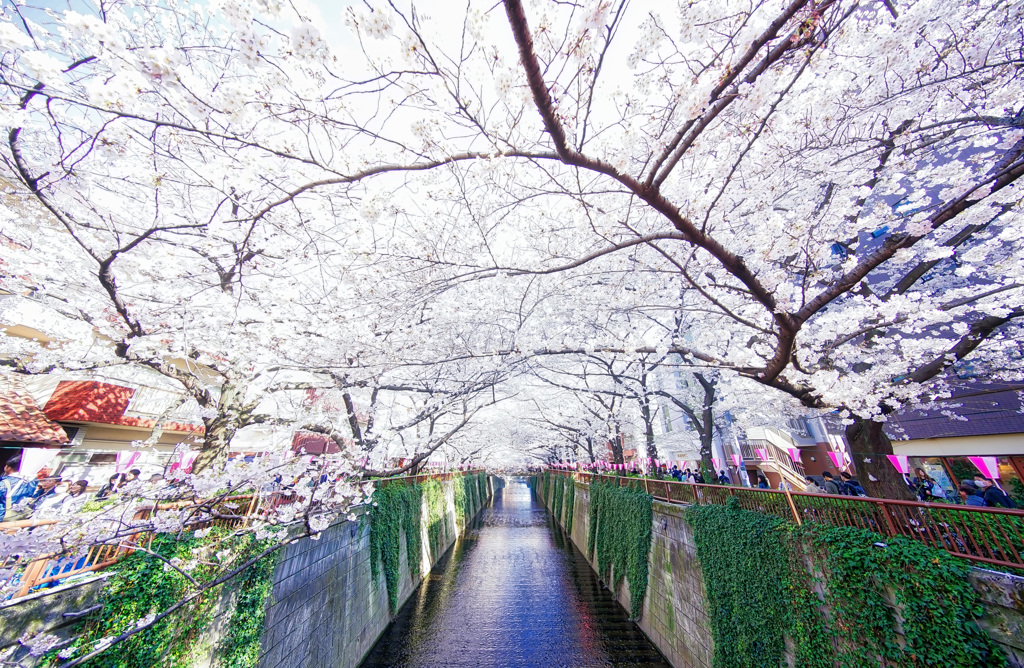 目黒川 さくら情景 超広角