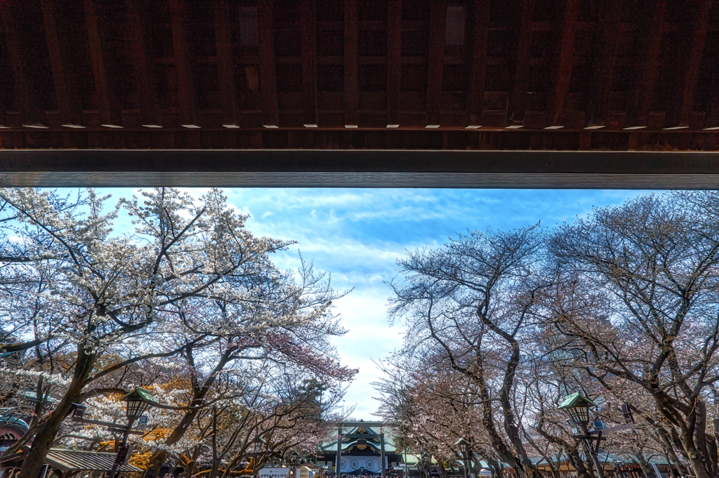 開幕 春の祭典 桜花